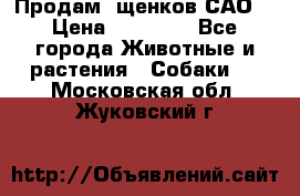 Продам ,щенков САО. › Цена ­ 30 000 - Все города Животные и растения » Собаки   . Московская обл.,Жуковский г.